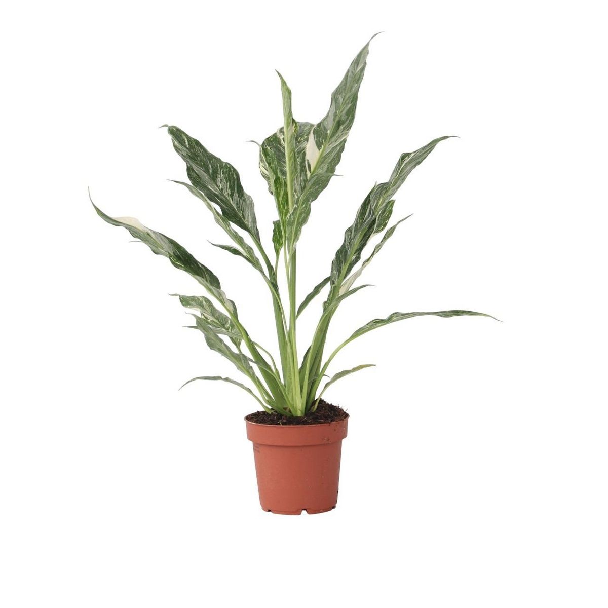 PLANT IN A BOX Fleur de lune - Spathiphyllum 'Diamond' - Hauteur 40-50cm - ⌀12cm