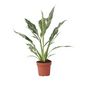 Voir la diapositive 1 : PLANT IN A BOX Fleur de lune - Spathiphyllum 'Diamond' - Hauteur 40-50cm - ⌀12cm
