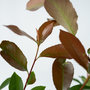 Voir la diapositive 3 : PLANT IN A BOX Feuille de noyer - Set de 4 - Photinia fraseri 'Red Robin' - H30-40cm - ⌀17cm