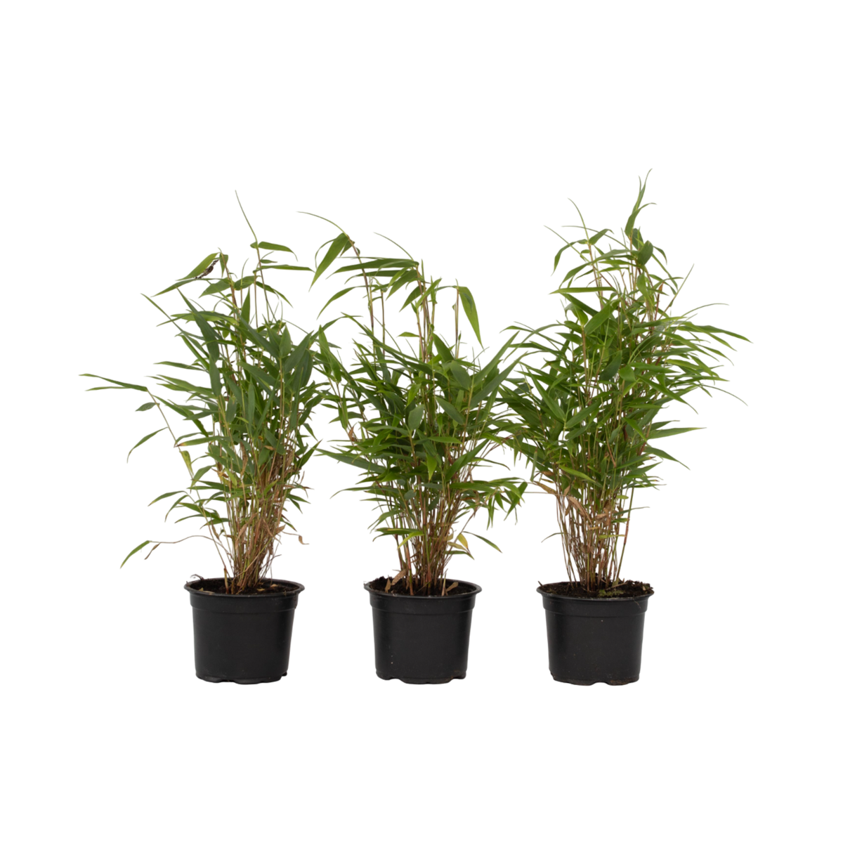 PLANT IN A BOX Bambou non-traçant - Set de 3 - Fargesia rufa - Hauteur 25-40cm - ⌀13cm