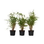 PLANT IN A BOX Bambou non-traçant - Set de 3 - Fargesia rufa - Hauteur 25-40cm - ⌀13cm