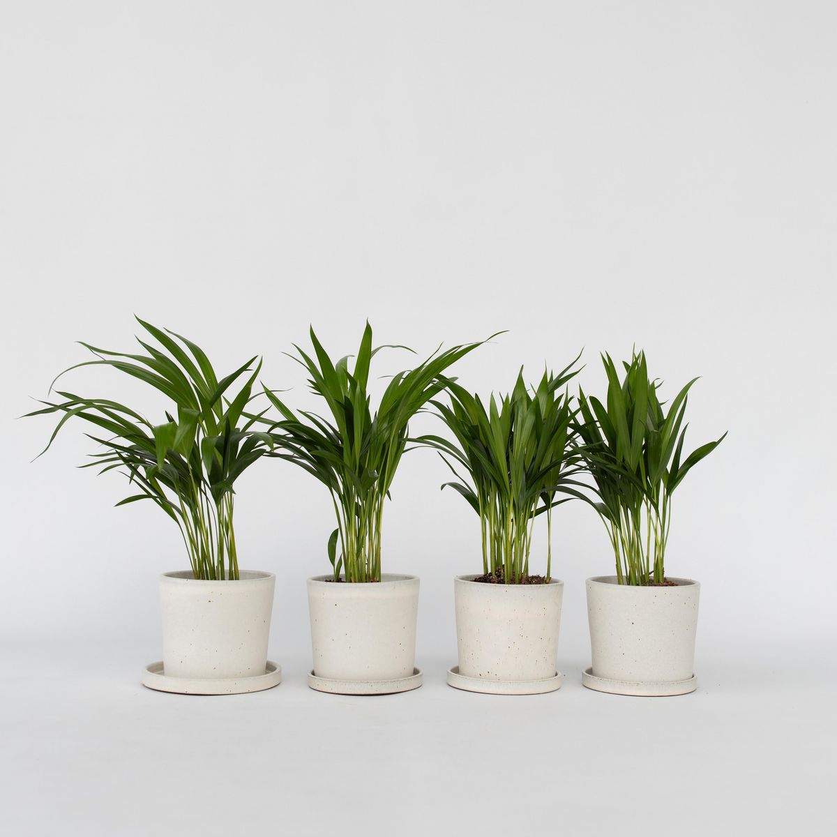 PLANT IN A BOX Palmier areca - Set de 4 - Dypsis lutescens - Hauteur 30-45cm - ⌀12cm