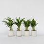 Voir la diapositive 6 : PLANT IN A BOX Palmier areca - Set de 4 - Dypsis lutescens - Hauteur 30-45cm - ⌀12cm