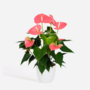 Voir la diapositive 6 : PLANT IN A BOX Langue de feu - Anthurium 'Colorado Pink' - Hauteur 40-55cm - ø14cm