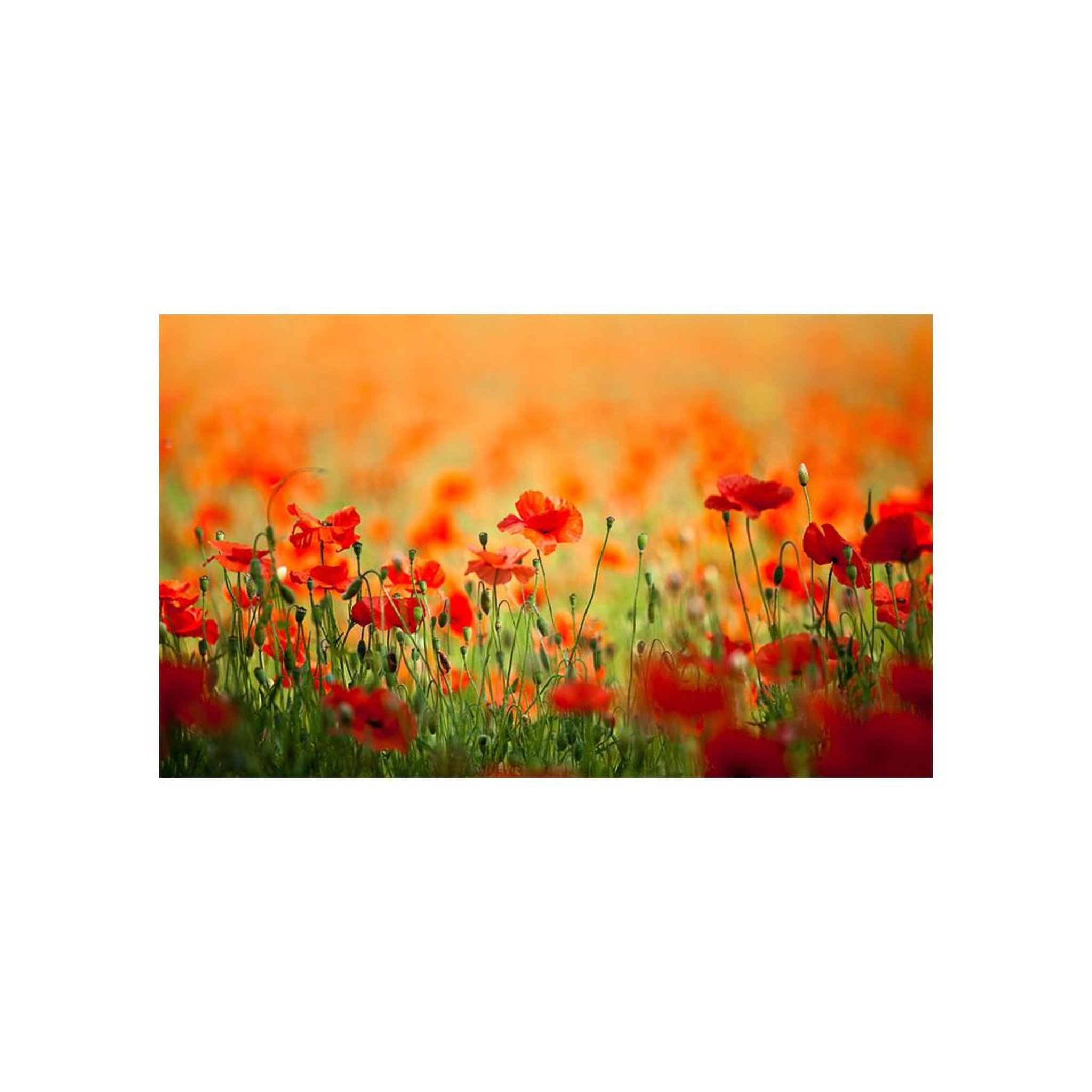 Voir la diapositive 2 : Paris Prix Papier peint  coquelicots, beaux jours d'été  270x450cm