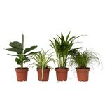 PLANT IN A BOX Amical pour les animaux - Set de 4 - Pet Friendy Mix - Hauteur 25-40cm - ⌀12cm