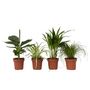 Voir la diapositive 1 : PLANT IN A BOX Amical pour les animaux - Set de 4 - Pet Friendy Mix - Hauteur 25-40cm - ⌀12cm
