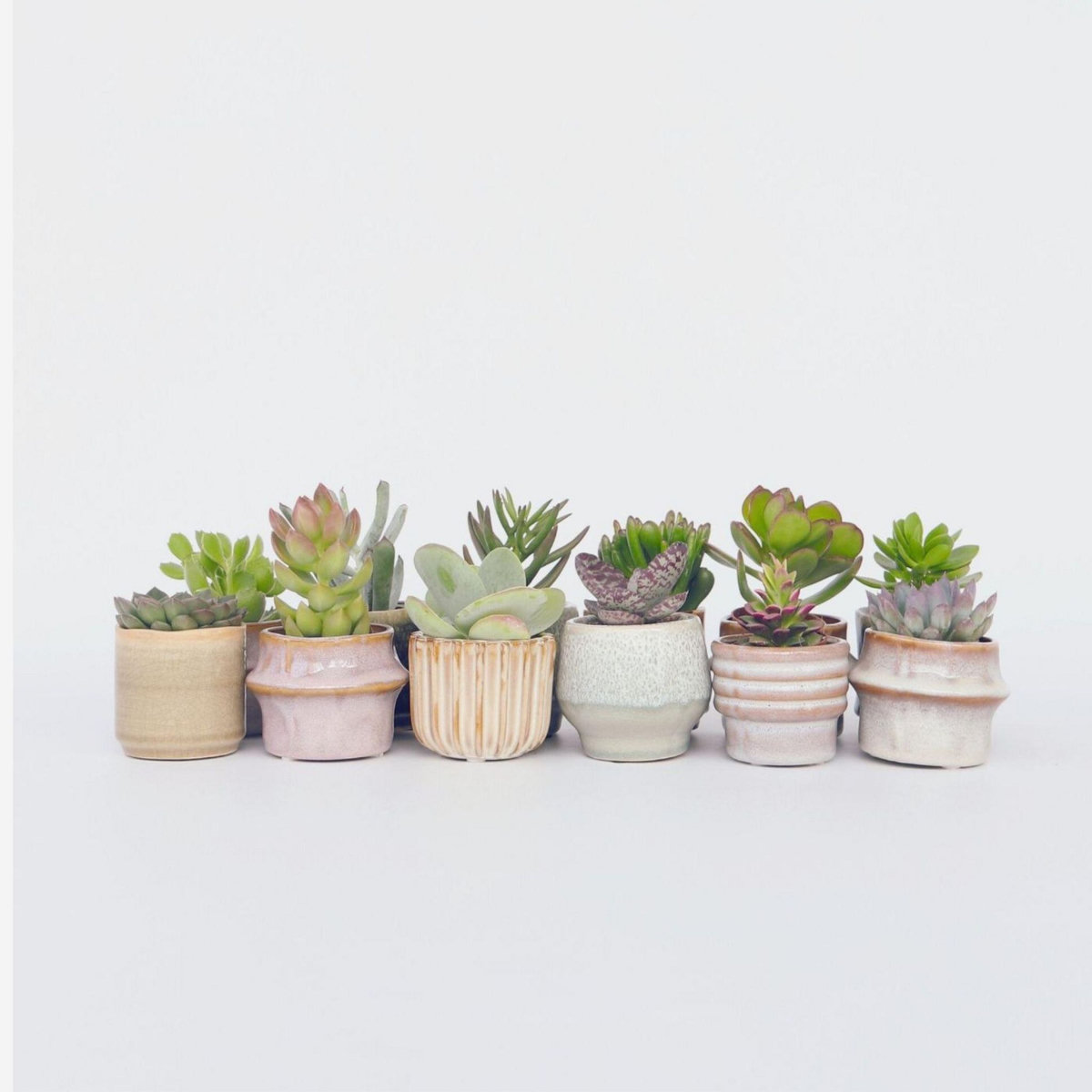 PLANT IN A BOX Mélange de petites succulentes - Set de 12 - Succulent Mix - H5-10cm - ⌀5,5cm