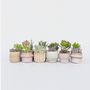Voir la diapositive 5 : PLANT IN A BOX Mélange de petites succulentes - Set de 12 - Succulent Mix - H5-10cm - ⌀5,5cm
