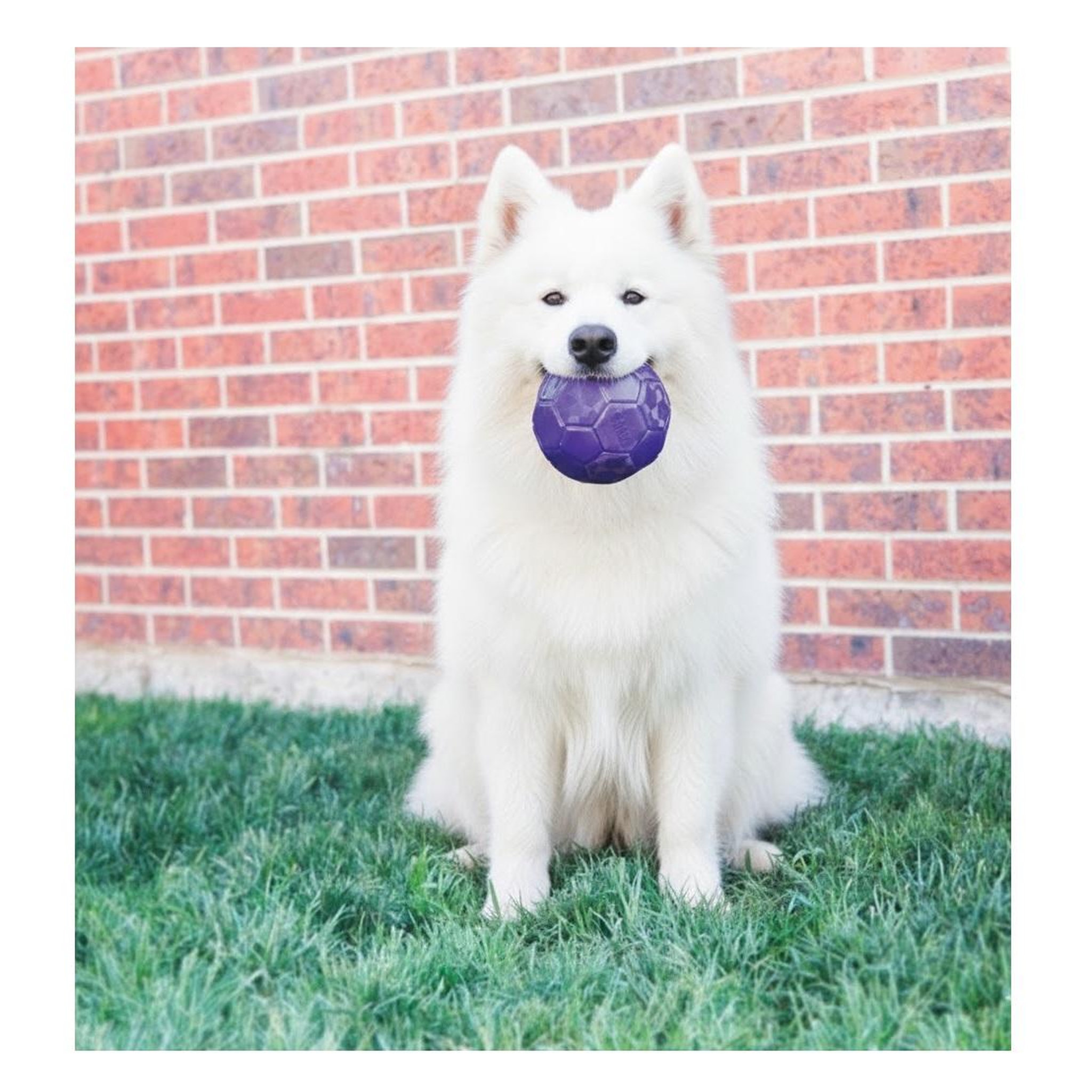 Voir la diapositive 2 : Eden Jeu  flexball ballon de football pour chien pourpre