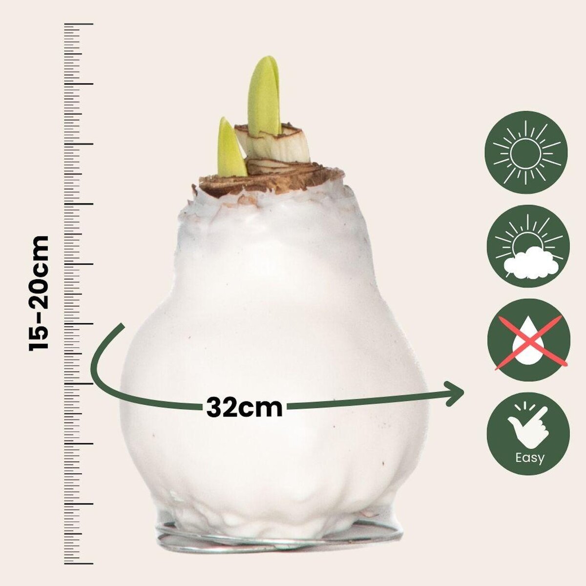 PLANT IN A BOX Amaryllis - Hippeastrum 'Wax White' - Bulbe de fleur - Rouge