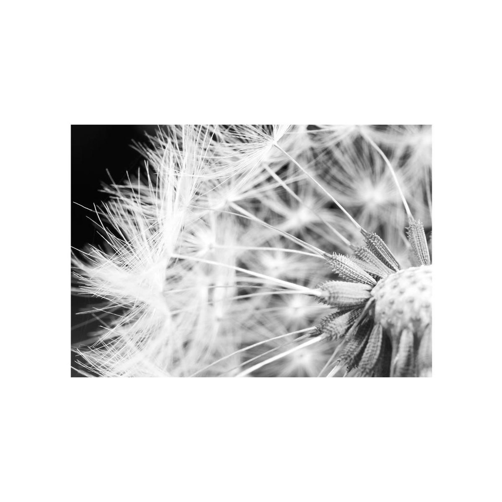 Voir la diapositive 2 : Paris Prix Papier Peint  Pissenlit en Noir & Blanc