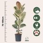 Voir la diapositive 2 : PLANT IN A BOX Caoutchouc - Ficus Elastica 'Tineke' - Hauteur 75-100cm - ⌀24cm