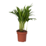 Voir la diapositive 1 : PLANT IN A BOX Palmier areca - Dypsis lutescens - Hauteur 30-45cm - ⌀12cm