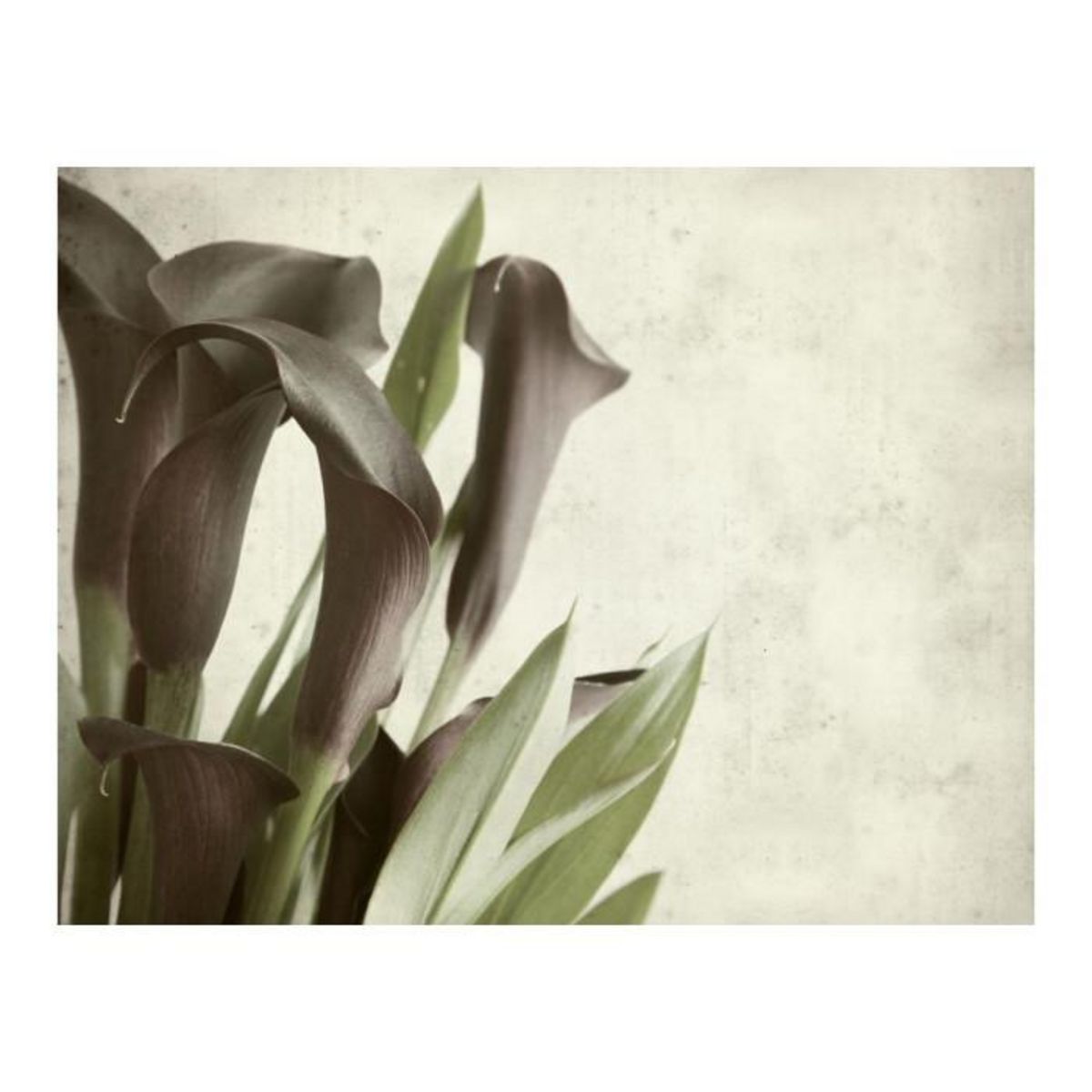 Paris Prix Papier Peint  Fleurs Calla Violet Foncé Vintage