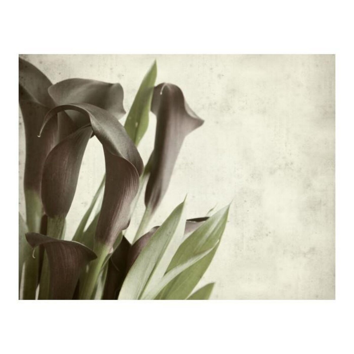 Paris Prix Papier Peint  Fleurs Calla Violet Foncé Vintage