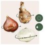 Voir la diapositive 2 : PLANT IN A BOX Coffret Jardin Sec - 35 bulbes pour endroits secs & ensoleillés