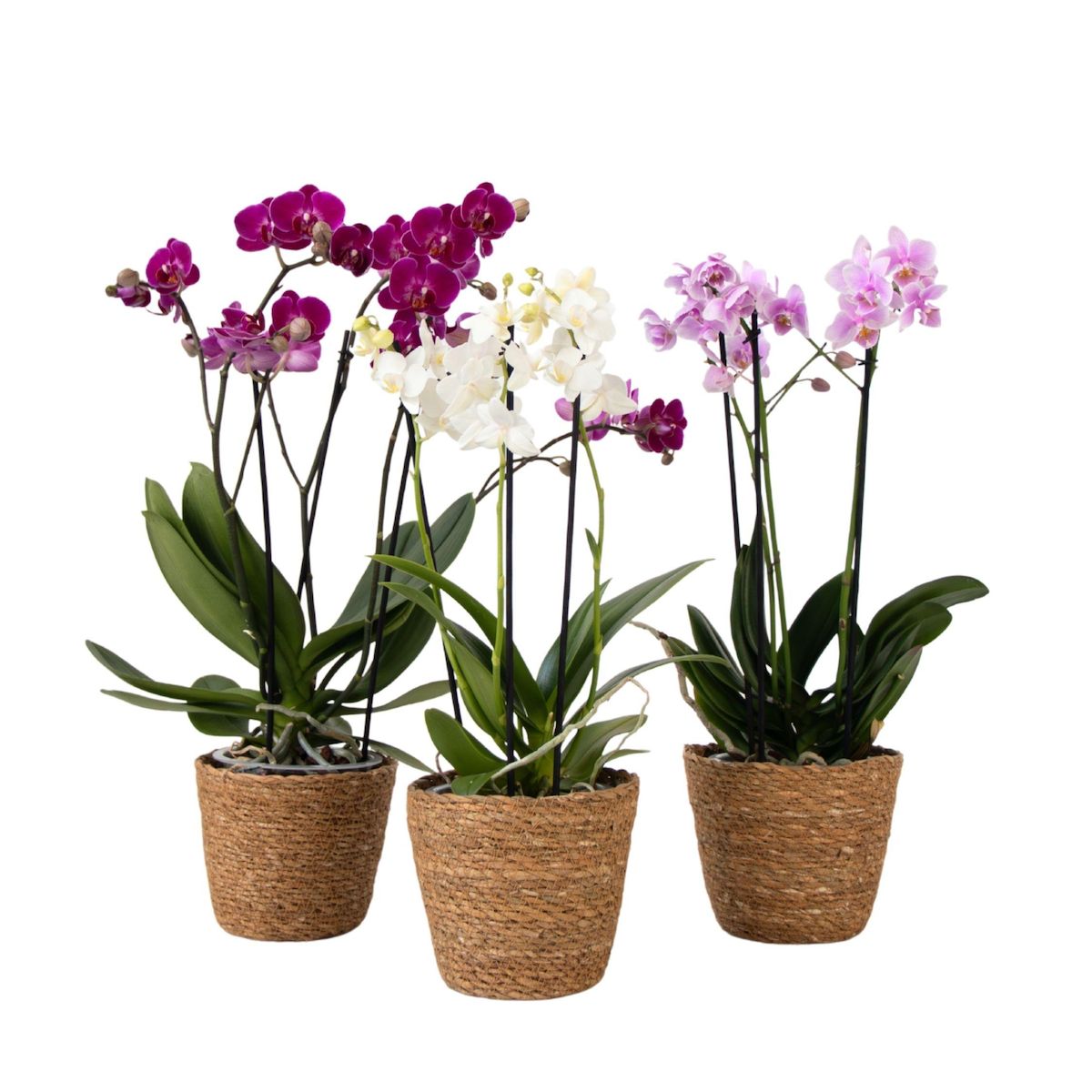 PLANT IN A BOX Orchidée - x3 - Phalaenopsis Multiflora dans panier - Hauteur 35-45cm - ⌀12cm