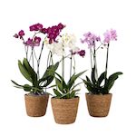 PLANT IN A BOX Orchidée - x3 - Phalaenopsis Multiflora dans panier - Hauteur 35-45cm - ⌀12cm