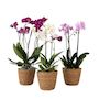 Voir la diapositive 1 : PLANT IN A BOX Orchidée - x3 - Phalaenopsis Multiflora dans panier - Hauteur 35-45cm - ⌀12cm