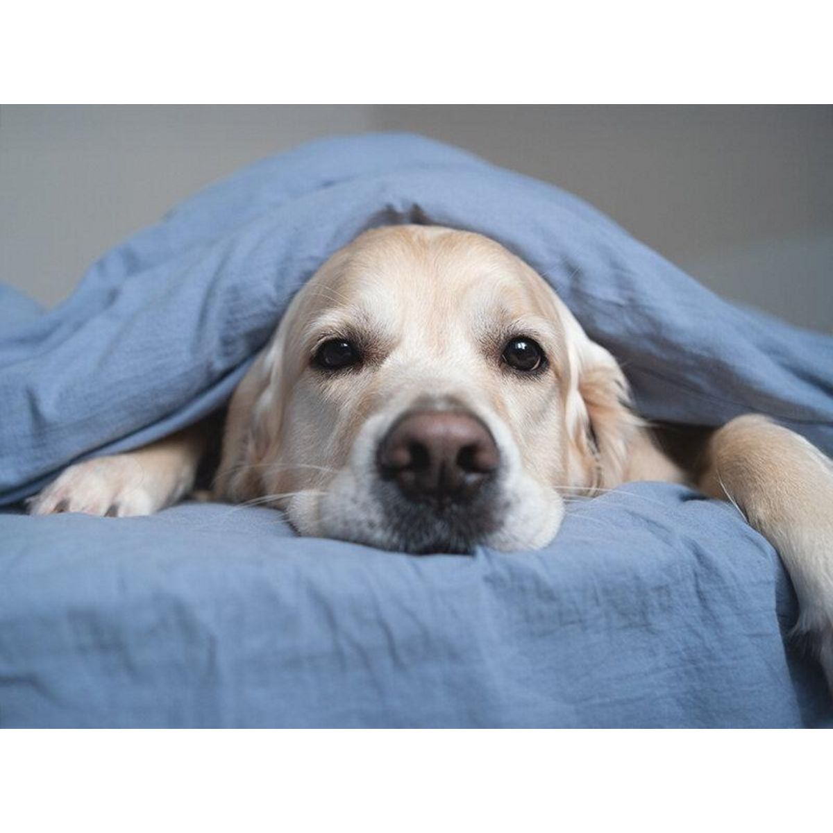 Smartbox Escapade de 2 jours avec votre animal de compagnie - Coffret Cadeau Séjour