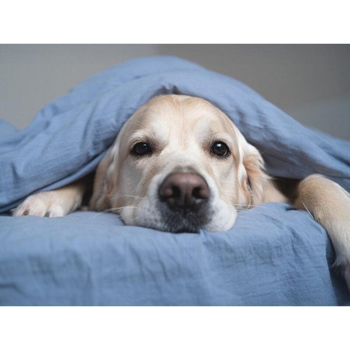 Smartbox Escapade de 2 jours avec votre animal de compagnie - Coffret Cadeau Séjour