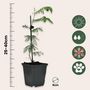 Voir la diapositive 2 : PLANT IN A BOX Fleur de mimosa - Set de 3 - Mimosa dealbata - Hauteur 25-40cm - ⌀9cm