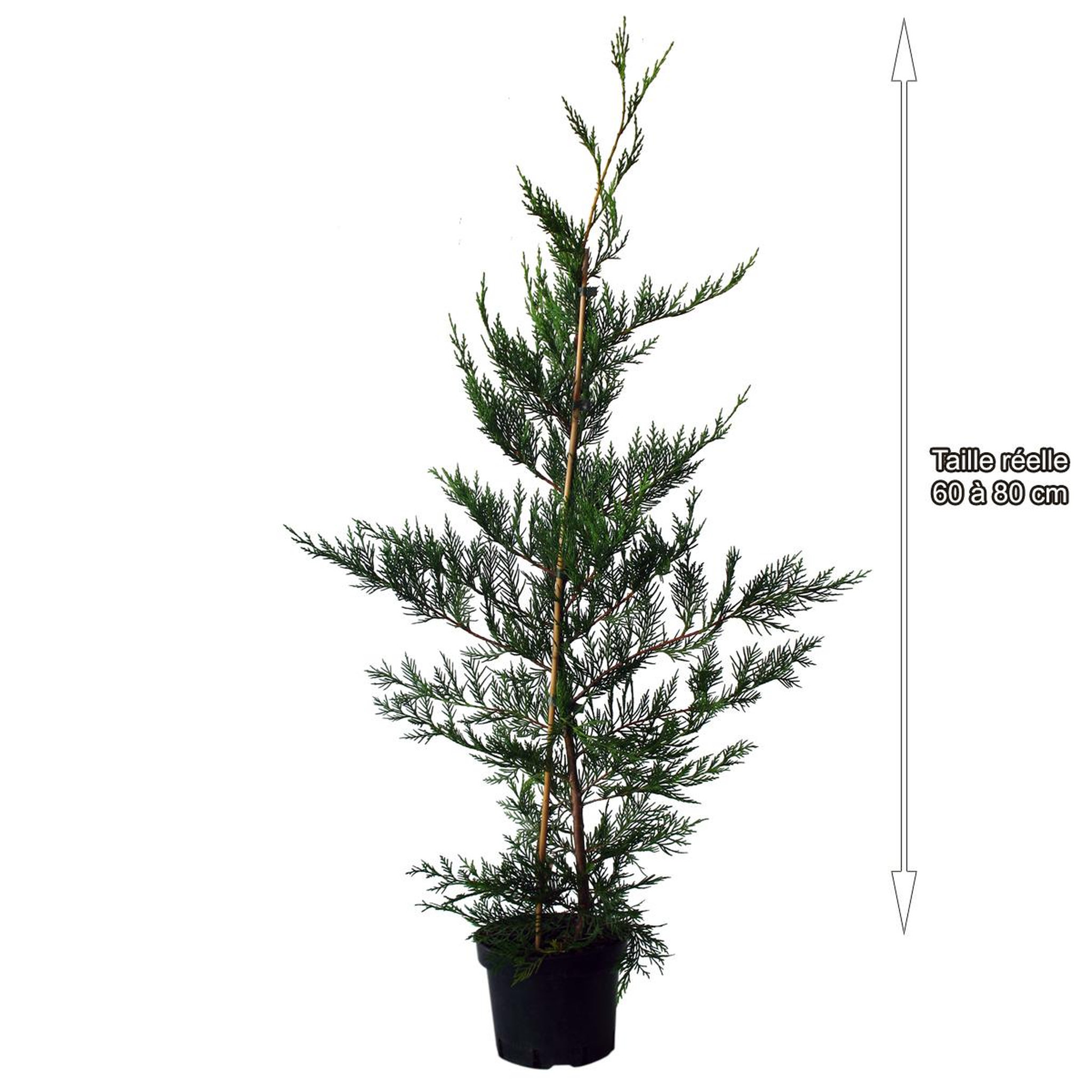 Voir la diapositive 2 : Cyprès de leyland (Cupressocyparis Leylandii) - Pot de 3L - H/60-80cm