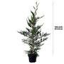 Voir la diapositive 2 : Cyprès de leyland (Cupressocyparis Leylandii) - Pot de 3L - H/60-80cm