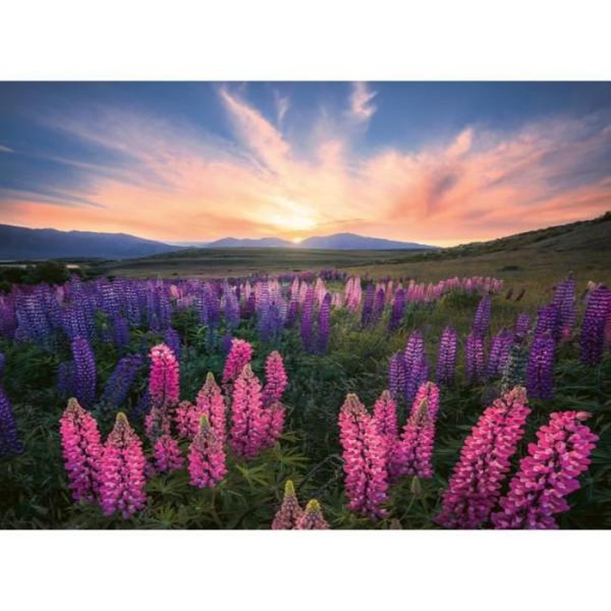 RAVENSBURGER Puzzle 500 pieces les lupins (nature edition), des 12 ans , puzzle de qualité supérieure, 12000688, ravensburger