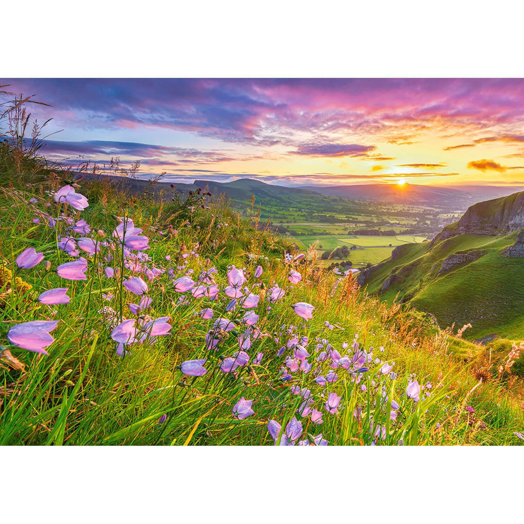 Castorland Puzzle 500 pièces : Campanules au lever du soleil