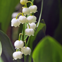 Voir la diapositive 2 : PLANT IN A BOX Muguet de mai - Set de 20 - Convallaria 'Majalis' - Bulbes à fleurs - Blanc