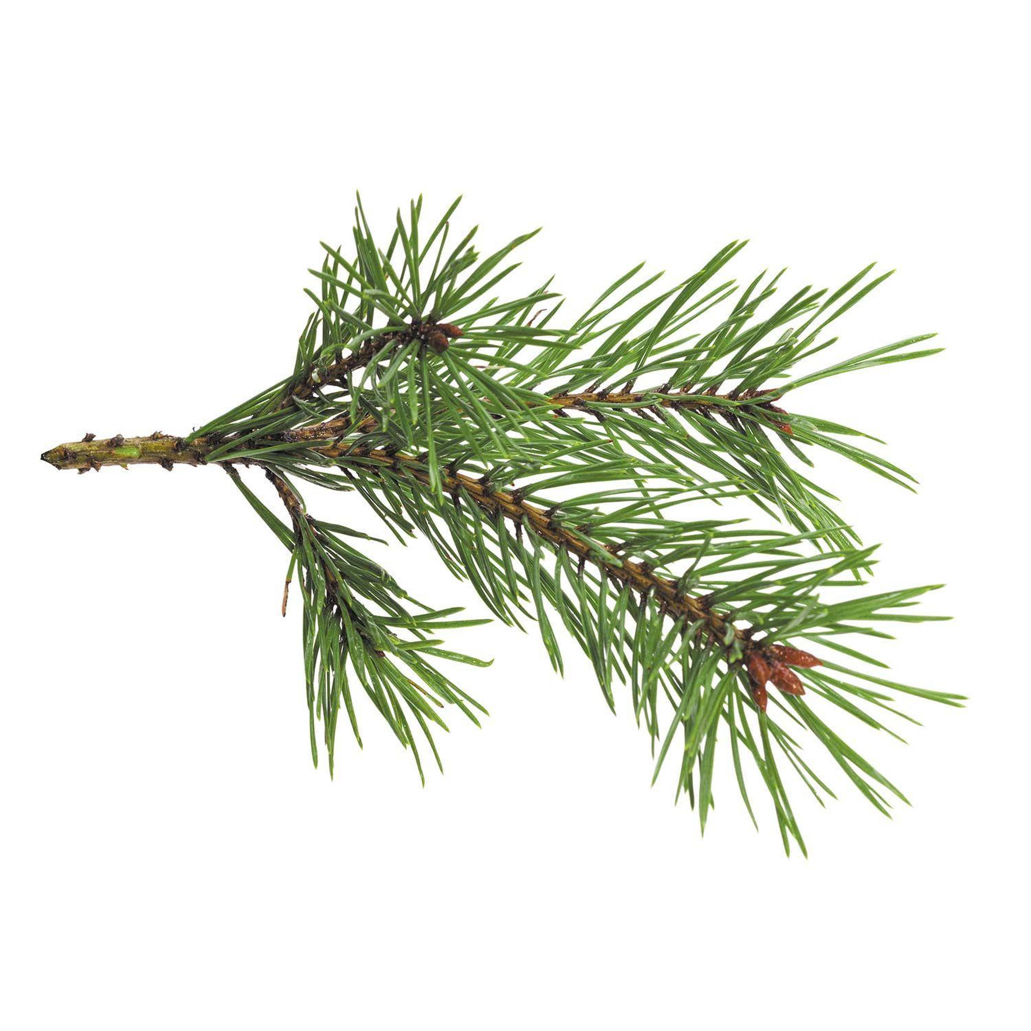 Voir la diapositive 2 : Graine créative Parfum pour bougie 27 ml senteur forêt
