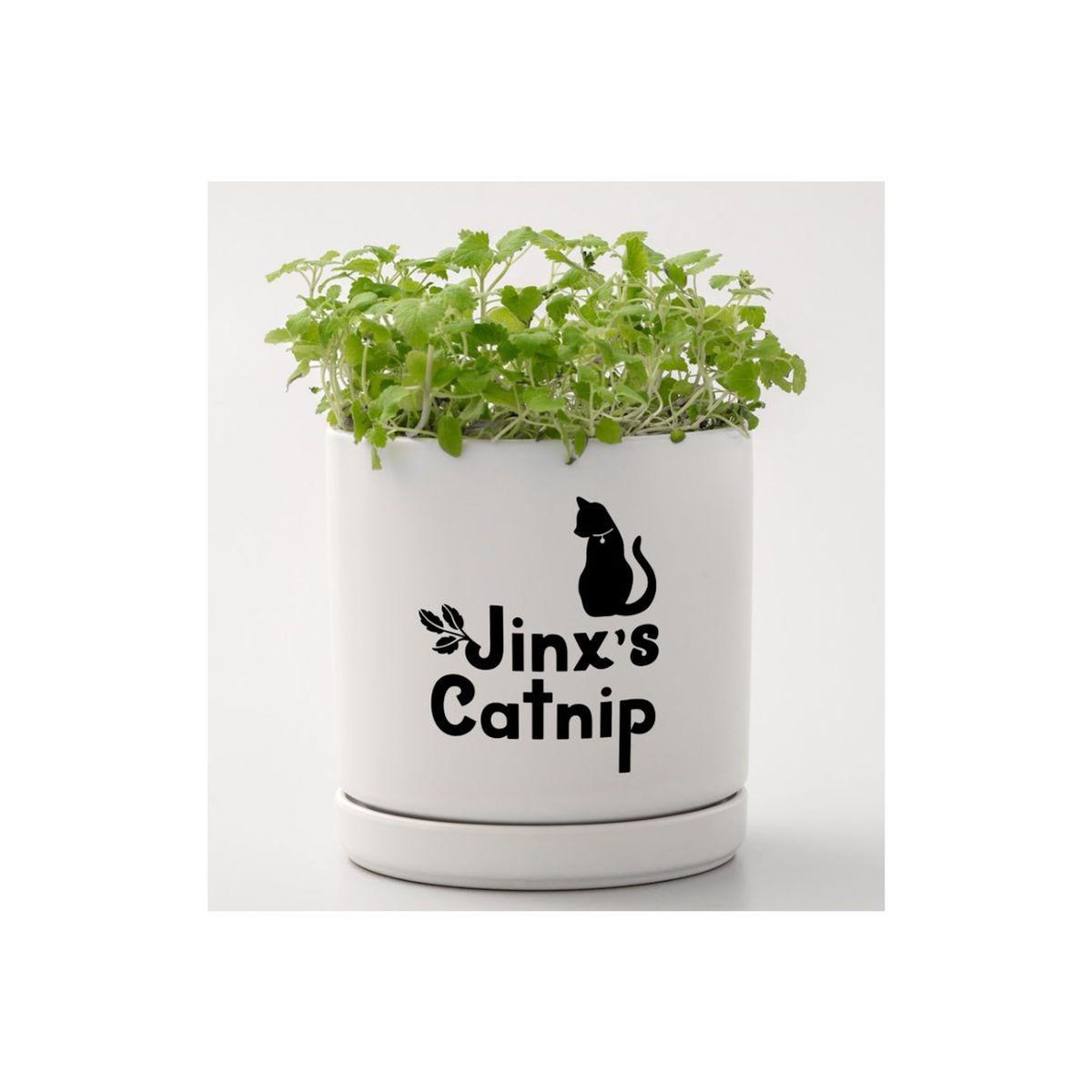 CRICUT Accessoire Smart Vinyl Removable Joy 14x122cm