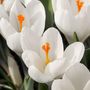 Voir la diapositive 3 : PLANT IN A BOX Fleur printanière - Set de 30 - Crocus 'White' - Bulbes à fleurs - Blanc