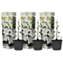 Voir la diapositive 5 : PLANT IN A BOX Clématite - Set de 3 - Clematis hybrid 'Mme Le Coultre' - Hauteur 25-40cm - ⌀9cm