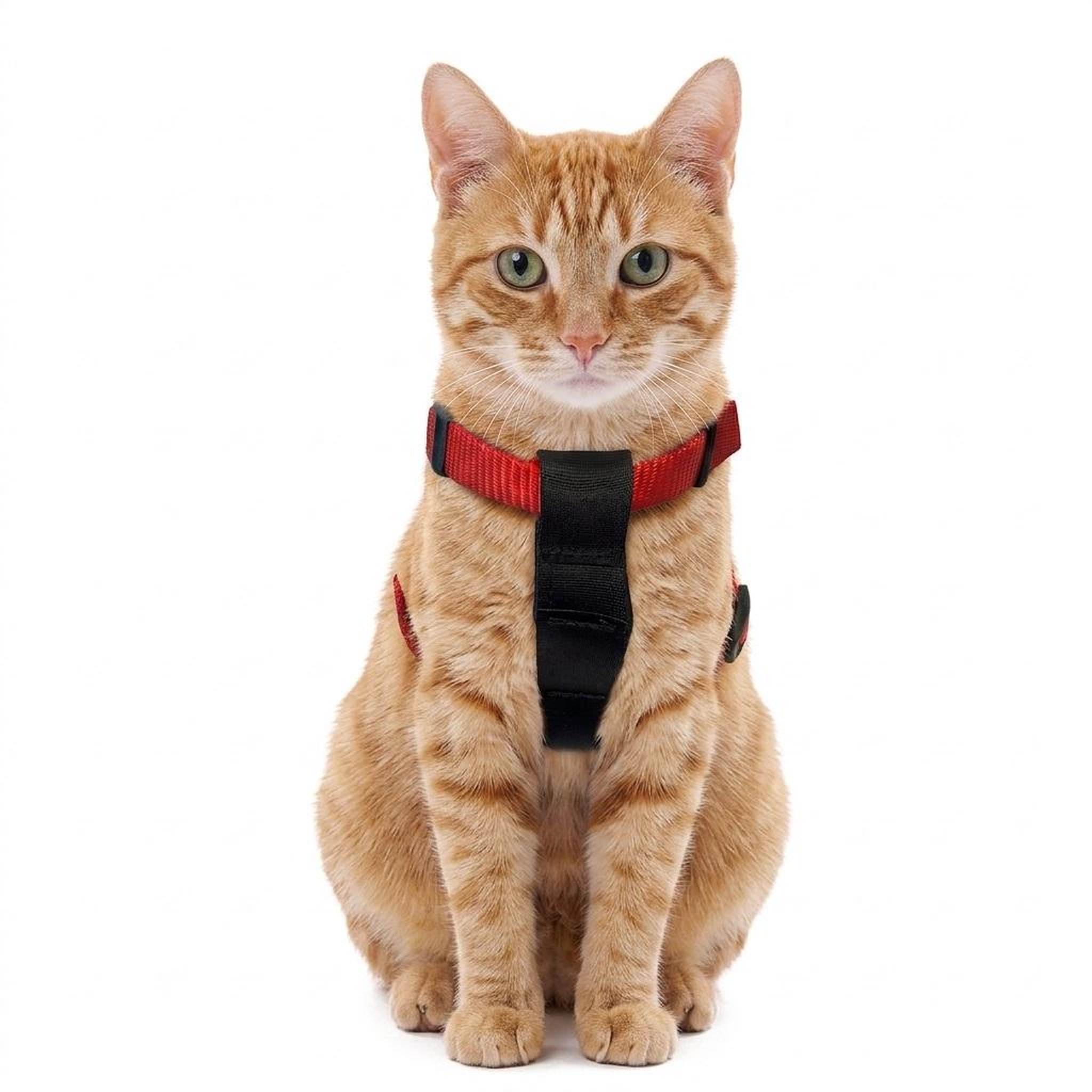 Voir la diapositive 3 : Eden Harnais et ceinture de sécurité pour chat