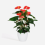 Voir la diapositive 6 : PLANT IN A BOX Langue de feu - Anthurium 'Madural Red' - Hauteur 55-70cm - ø17cm