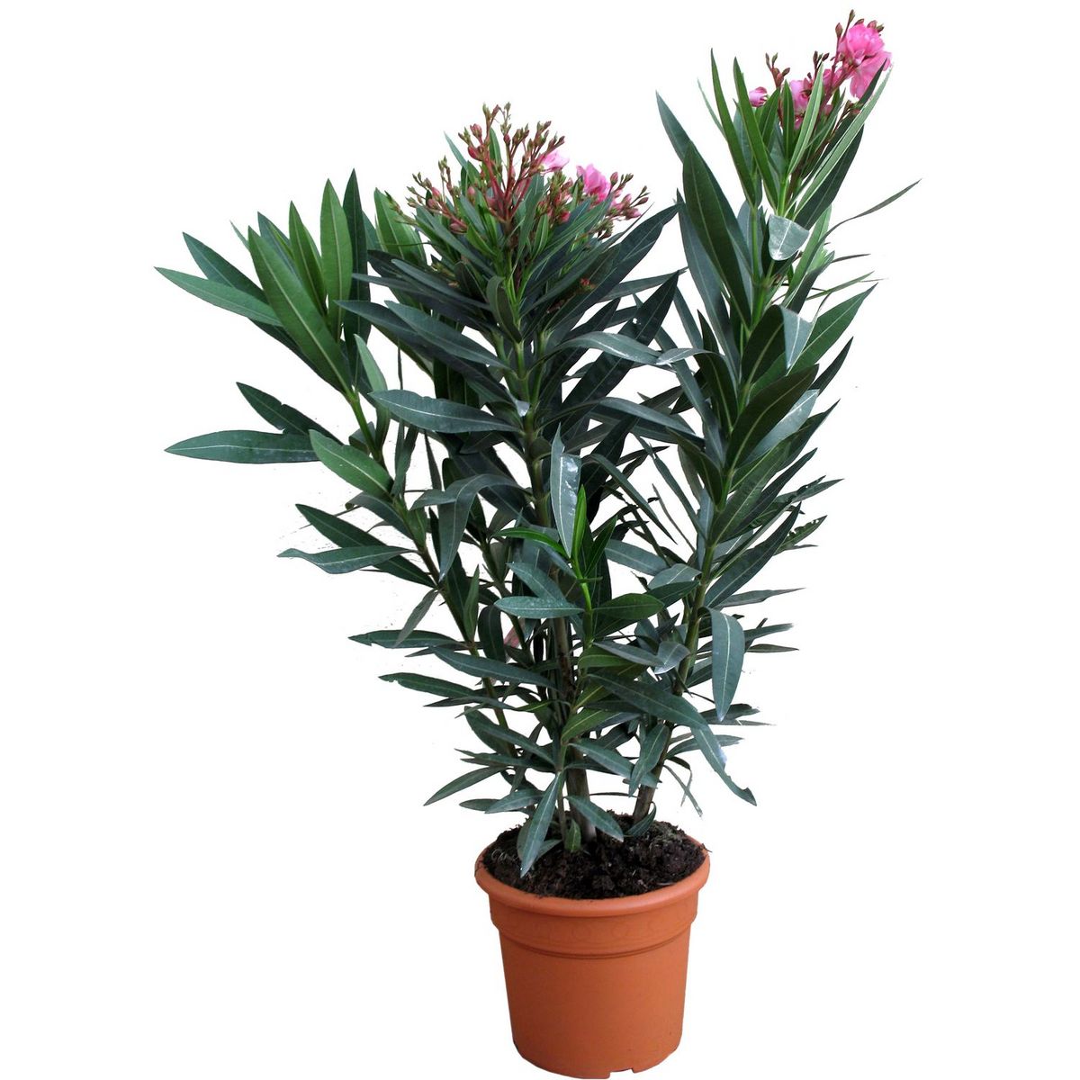 Laurier rose Nerium Oleander 5L