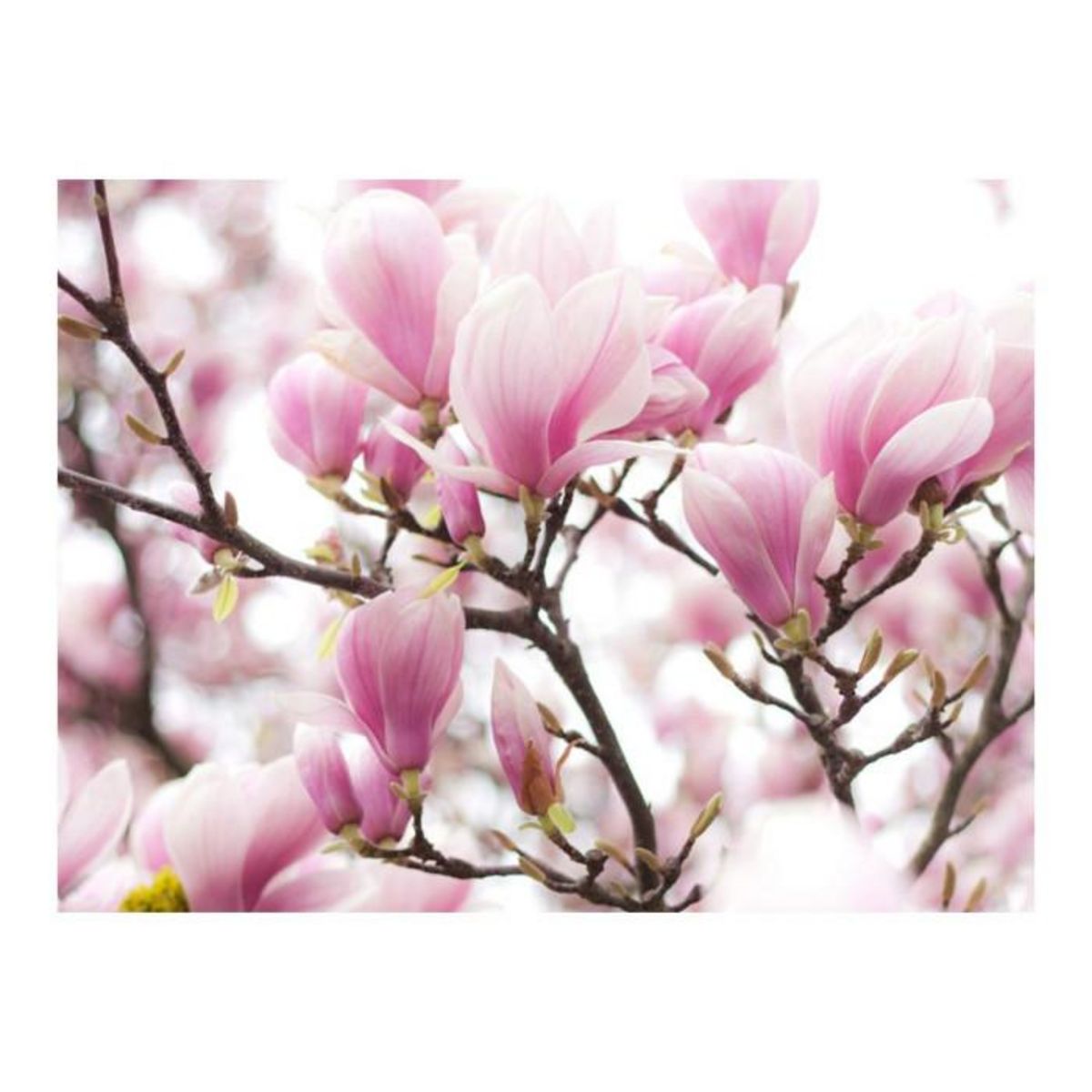 Paris Prix Papier Peint  Branche de Magnolia en Fleurs