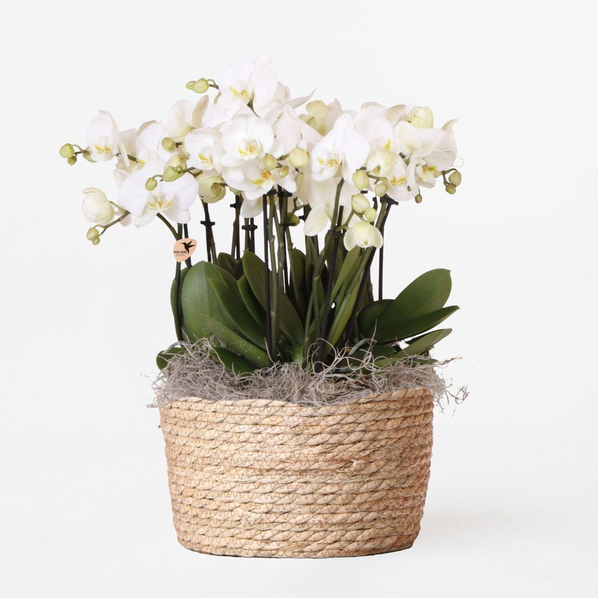 PLANT IN A BOX Orchidée en panier blanc - Phalaenopsis - Hauteur 40–50cm - ⌀28cm