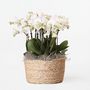 Voir la diapositive 6 : PLANT IN A BOX Orchidée en panier blanc - Phalaenopsis - Hauteur 40–50cm - ⌀28cm