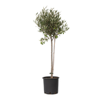 PLANT IN A BOX Olivier - Olea europaea - Hauteur 80-90cm - ⌀19cm