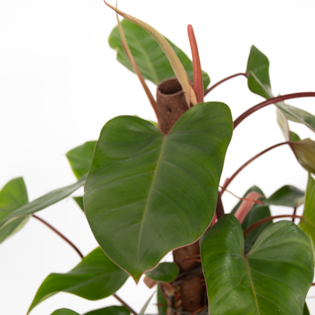 PLANT IN A BOX Plante verte - Philodendron Red Emerald Kratiste - Hauteur 70-80cm - ⌀19cm