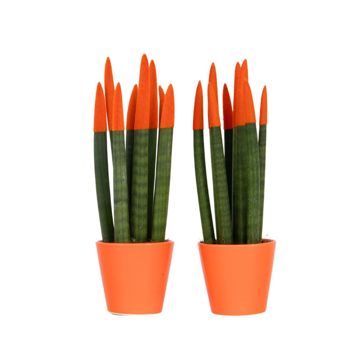PLANT IN A BOX Langue de belle-mère - Set de 2 - Sansevieria cylindrica - H20-40cm - ⌀9cm
