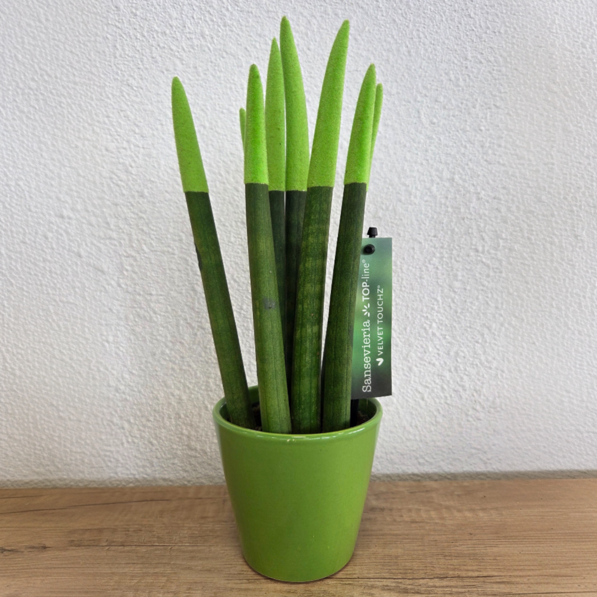 PLANT IN A BOX Sansevieria cylindrique - Hauteur 20-40cm - Pot 9cm