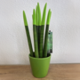 Voir la diapositive 5 : PLANT IN A BOX Sansevieria cylindrique - Hauteur 20-40cm - Pot 9cm