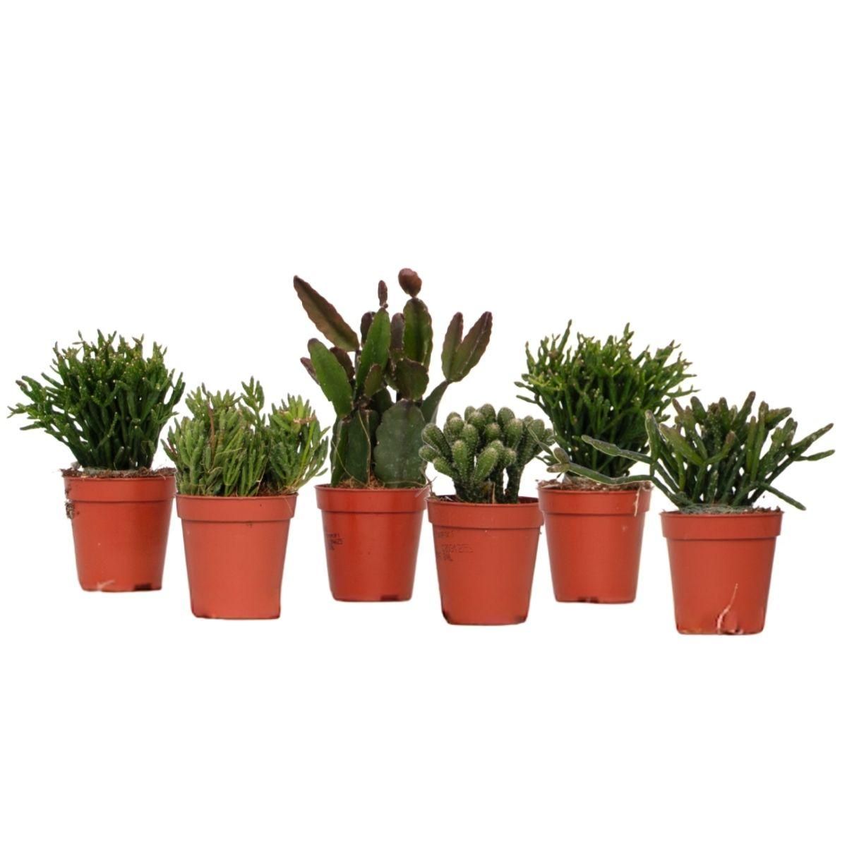 PLANT IN A BOX Cactus corail mix - Rhipsalis - Lot de 6 - Hauteur 8-12 cm - Pot 5.5 cm