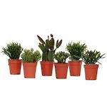 PLANT IN A BOX Cactus corail mix - Rhipsalis - Lot de 6 - Hauteur 8-12 cm - Pot 5.5 cm
