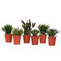 Voir la diapositive 1 : PLANT IN A BOX Cactus corail mix - Rhipsalis - Lot de 6 - Hauteur 8-12 cm - Pot 5.5 cm